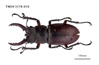 藏品(台灣深山鍬形蟲)的圖片